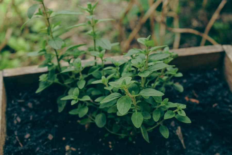 Plant Care