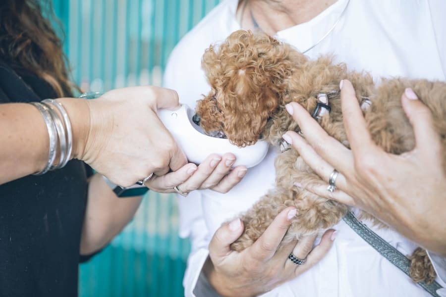 Automating Pet Care with Smart Technology