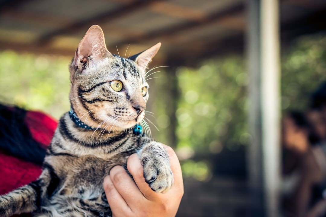 Photo Automating Pet Care with Smart Technology