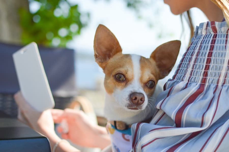 Photo Automating Pet Care with Smart Technology