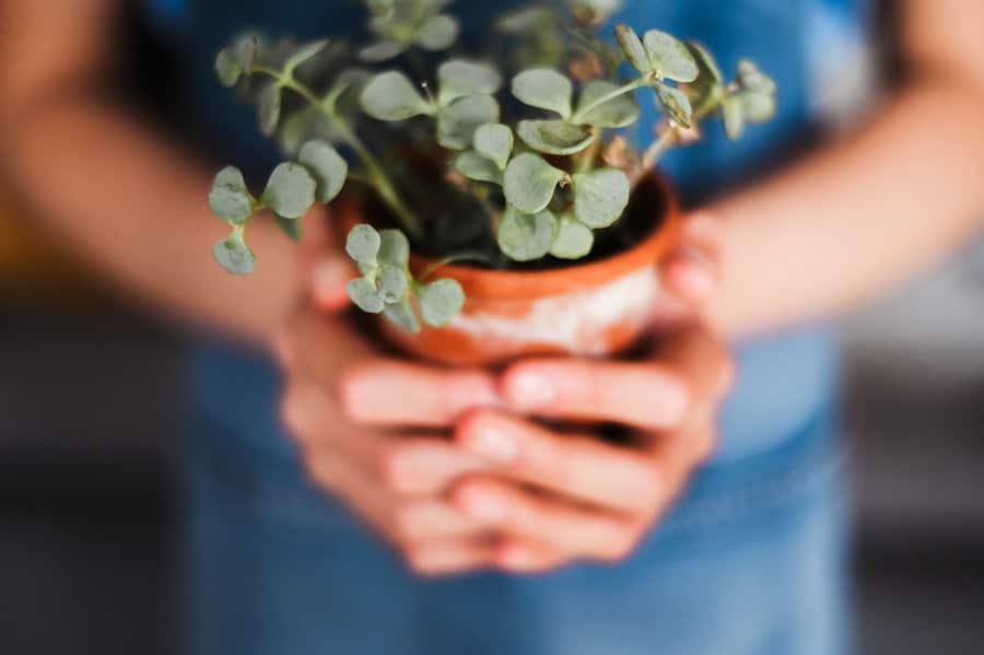 Photo Plant Care