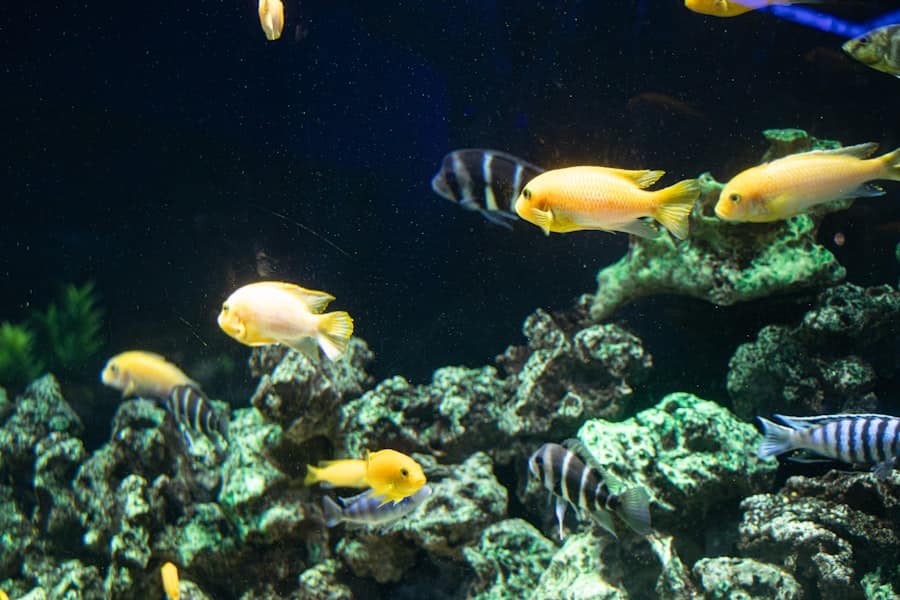 Photo Aquariumverzorging